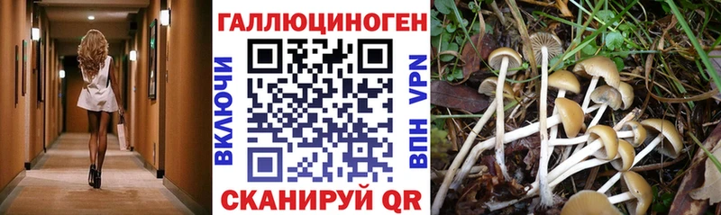 Псилоцибиновые грибы Cubensis закладки Фатеж